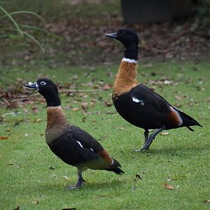 Tadorna tadornoides - Australian Shelduck