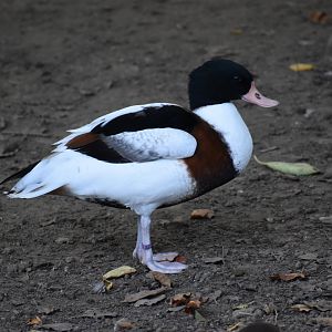 Tadorna tadorna - Common Shelduck