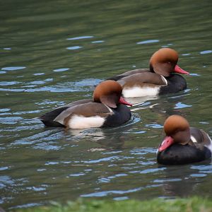 Netta rufina - Red-crested Pochard