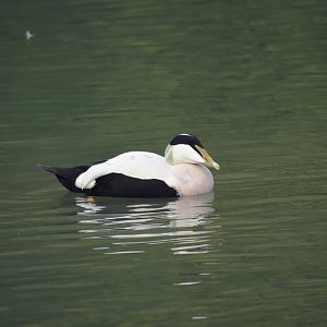 Somateria mollissima mollissima - Common Eider