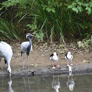 Grus virgo - Demoiselle Crane with Raja shelduck