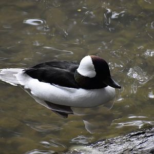 Bucephala albeola - Bufflehead