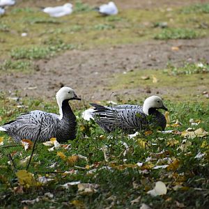 Anser canagicus - Emperor Goose