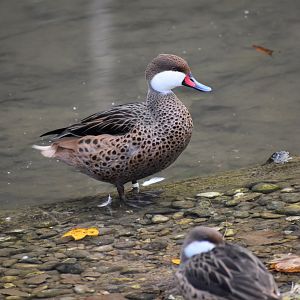 Anas bahamensis - White-cheeked Pintail