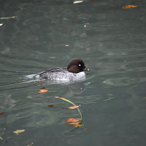 Bucephala clangula - Common Goldeneye