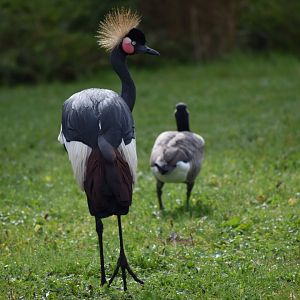 Balearica pavonina - Black Crowned Crane