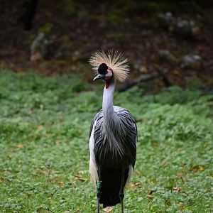 Balearica regulorum - Grey Crowned Crane