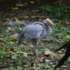 Grus paradisea - Blue Crane
