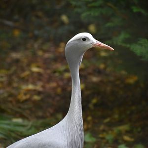 Grus paradisea - Blue Crane