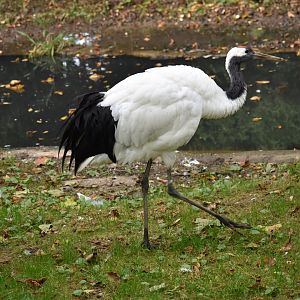 Grus japonensis - Red-crowned Crane