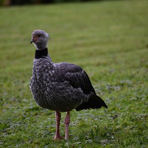 Chauna torquata - Southern Screamer