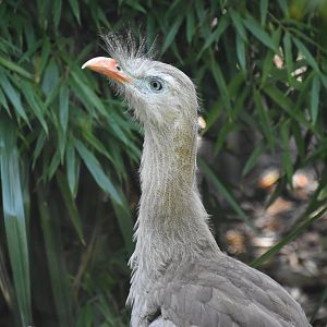 Cariama cristata - Red-legged Seriema