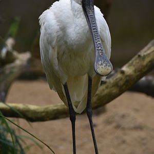 Platalea leucorodia - Eurasian Spoonbill
