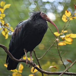 Geronticus eremita - Northern Bald Ibis