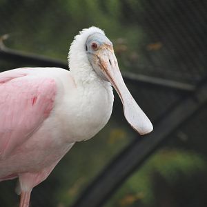 Platalea ajaja - Roseate Spoonbill