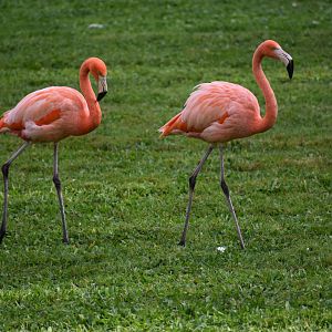 Phoenicopterus ruber - American Flamingo
