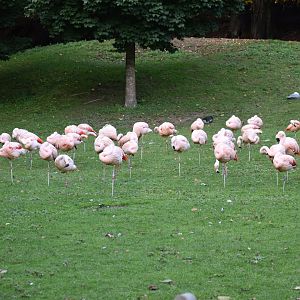 Phoenicopterus chilensis - Chilean Flamingo