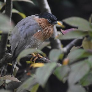Sturnia pagodarum - Brahminy Starling
