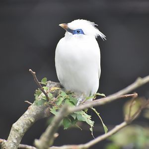 Leucopsar rothschildi - Bali Myna
