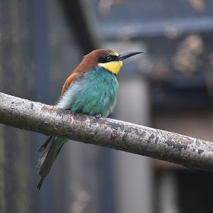 Merops apiaster - European Bee-eater