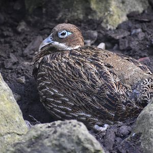 Lophophorus impejanus - Himalayan Monal