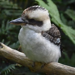 Dacelo novaeguineae - Laughing Kookaburra