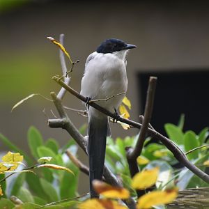 Cyanopica cyanus - Azure-winged Magpie