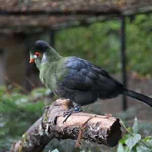 Tauraco leucotis - White-cheeked Turaco