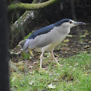 Nycticorax nycticorax - Black-crowned Night Heron