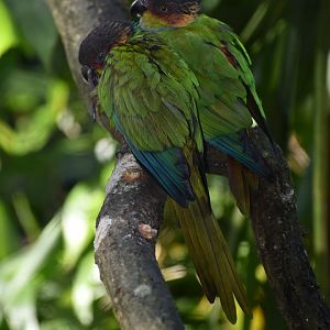 Pyrrhura cruentata - Ochre-marked Parakeet