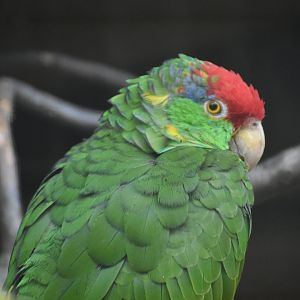 Amazona viridigenalis - Red-crowned Amazon