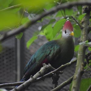 Tauraco erythrolophus - Red-crested Turaco