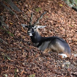 Antilope cervicapra - Blackbuck