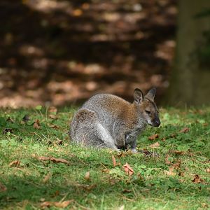 Macropus rufogriseus - Red-necked Wallaby
