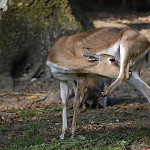 Antilope cervicapra - Blackbuck
