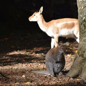 Wallaby with Blackbuck