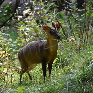 Muntiacus reevesi - Reeves's Muntjac