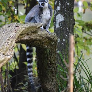 Lemur catta - Ring-tailed Lemur