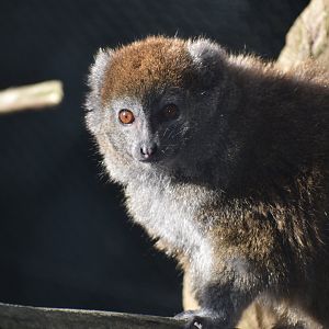 Hapalemur alaotrensis - Lac Alaotra bamboo lemur