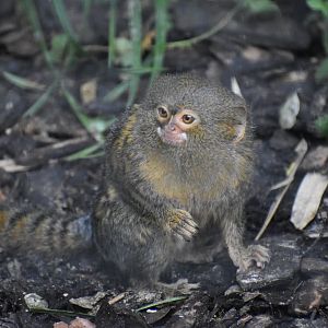 Cebuella pygmaea - Pygmpy Marmoset
