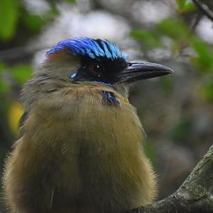 Momotus momota - Amazonian Motmot
