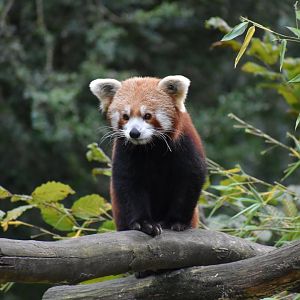 Ailurus fulgens - Red Panda