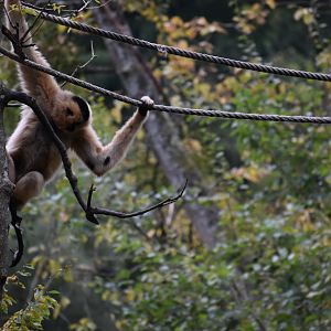 Nomascus gabriellae - Yellow-cheeked Gibbon