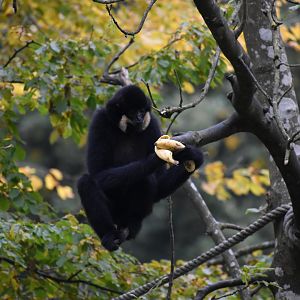 Nomascus gabriellae - Yellow-cheeked Gibbon