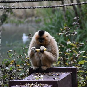 Nomascus gabriellae - Yellow-cheeked Gibbon