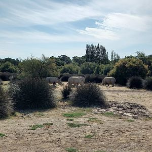 Réserve Africaine de Sigean - Safari drive thrugh - Savannah