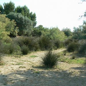 Réserve Africaine de Sigean - Safari drive thrugh - Savannah