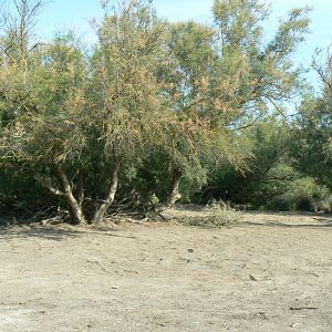 Réserve Africaine de Sigean - Safari drive thrugh - Savannah