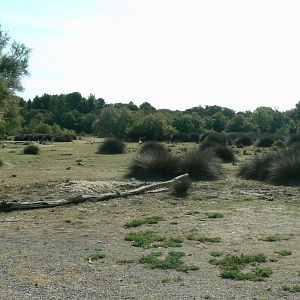 Réserve Africaine de Sigean - Safari drive thrugh - Savannah