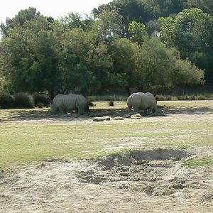 Réserve Africaine de Sigean - Safari drive thrugh - Savannah
